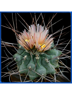 Thelocactus rinconensis
