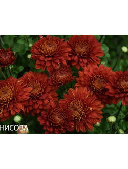 Хризантема корейская Wendy red