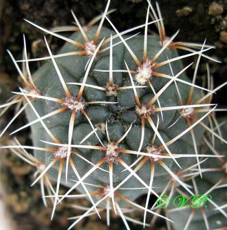 Gymnocalycium baldianum VG 565