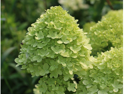 ЛАЙМ ЛАЙТ В ГОРШКЕ 2 ЛИТРА