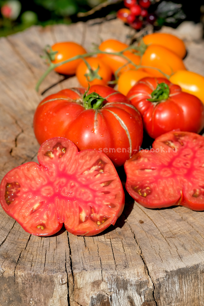 Томат Ярсон 22 (Jarson 22), 10 шт