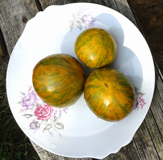 Семена томата Золта зебра