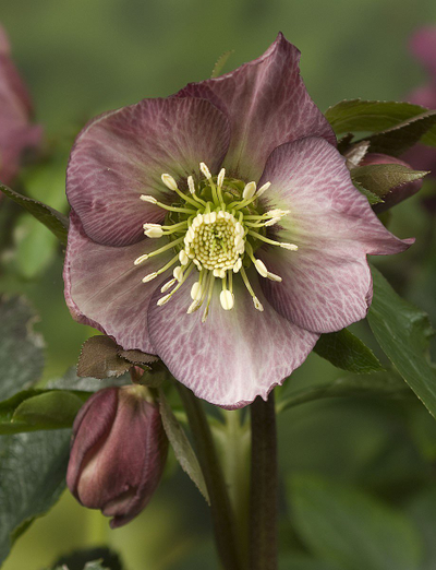 Набор вайнеров и каттеров "Лепестки морозника"