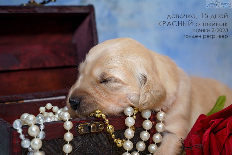 Голден ретривер. Щенок Я-2023, девочка с красным ошейничком.