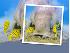 BOOTSTOUR "BUCHT MARSA MUBARAK" VON MARSA ALAM, SCHNORCHELTOUR