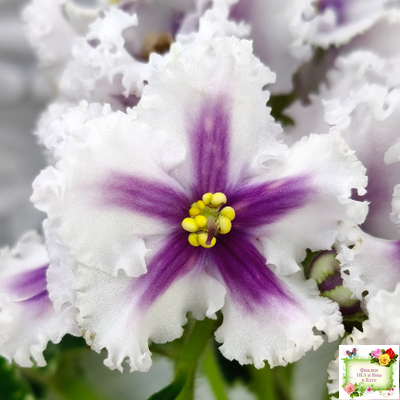 МТ-Сладкая Фантазия химерный спорт