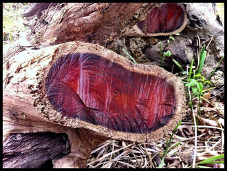 Розовое дерево, Аниба розопахнущая (Aniba rosaeodora) древесина, 2 мл - 100% натуральное эфирное масло