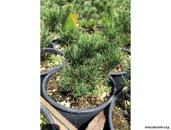 Сосна горная Пумилио фото примеры дизайна красовский-сад.рф