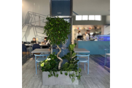 Бетонные кашпо