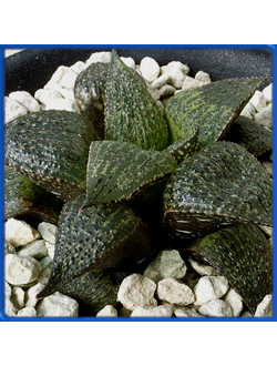 Haworthia esterhuizenii GM 320