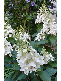 Гортензия метельчатая Unique