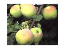 Патриот (яблоня)