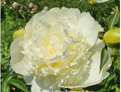 Пион Princess Bride(Принцесс Брайд)