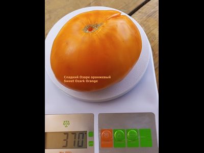 Томат Сладкий оранжевый Озарка (Sweet Ozark Orange)