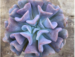 Эхеверия Кубик Фрост  - Echeveria Cubic Frost,  Эхеверия Кубический Мороз