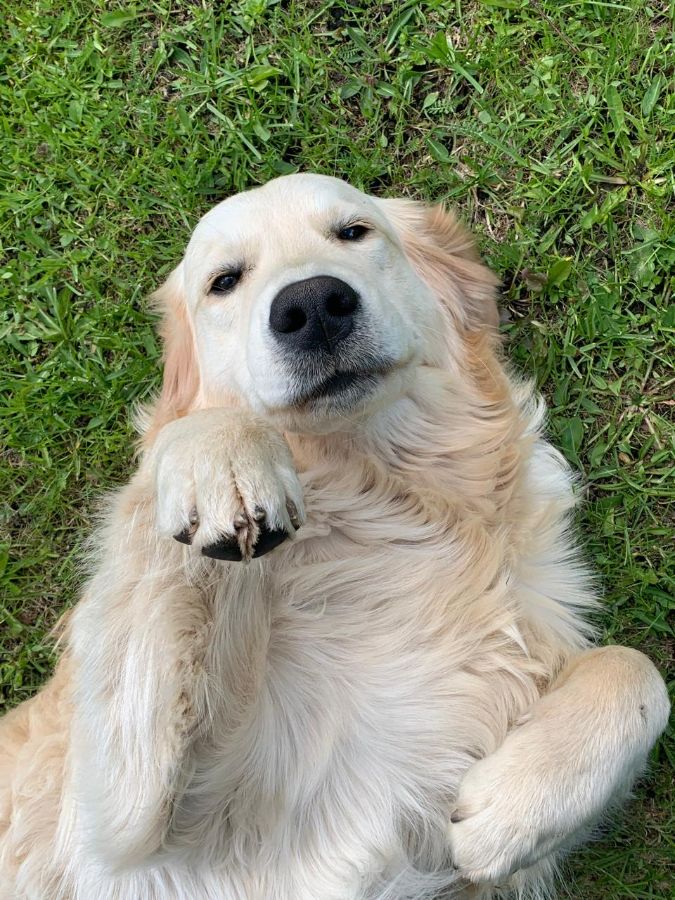 Чарли (Русское Золото Юверт), 1 год