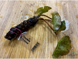 Нимфея Ванвиса