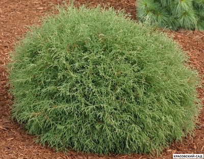 Туя Мр.Боулинг Болл - Mr. Bowling Ball