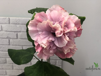 Гибискус Taiwan Classic Ballet