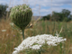 Морковь (Daucus carota), семена, дикорастущая культура (30 мл) - 100% натуральное эфирное масло