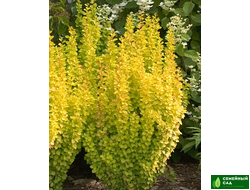 Барбарис Тунберга "Мария"  (Berberis thunbergii `Maria`)