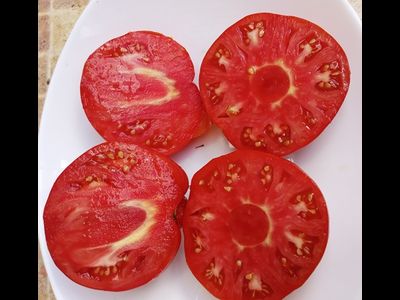 Томат Бабушкин из тайги ( усл.)