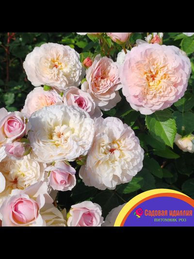 Эмили Бронте (Emily Bronte)