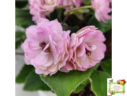 Lituanika (Būtienė) трейлер