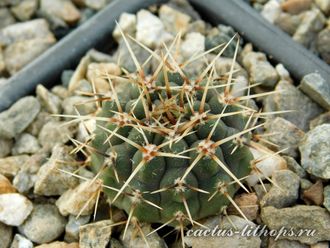 Gymnocalycium occultum STO 789 (D=30-35 мм)