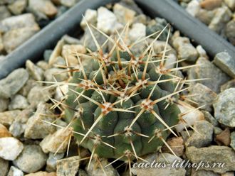 Gymnocalycium occultum STO 789 (D=25 мм)