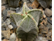 Astrophytum myriostigma v.strongylogonum (D=18mm H=35mm)