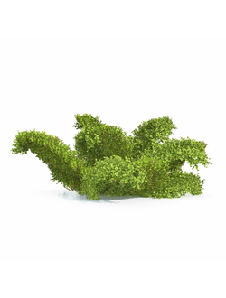 стриженые Бакопа раскидистая Bacopa diffusa 1