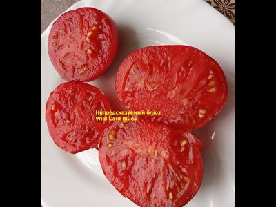 Томат Непредсказуемый блюз (Wild Card Blues) США