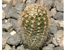 Echinopsis hybrid ‘Impulse’ x ‘Nocturne’ (D=15-20mm, H=30mm)