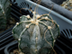 Astrophytum niveum - 10 семян