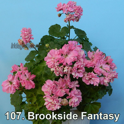 Пеларгония Brookside Fantasy