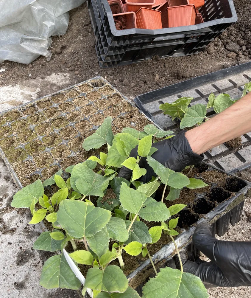 Черенки древовидной гортензии "Баунти"