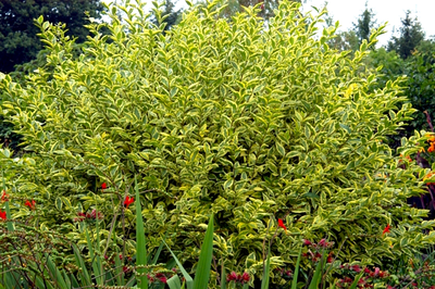 Дёрен белый Gouchaultii