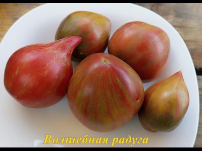 Томат Волшебная Радуга