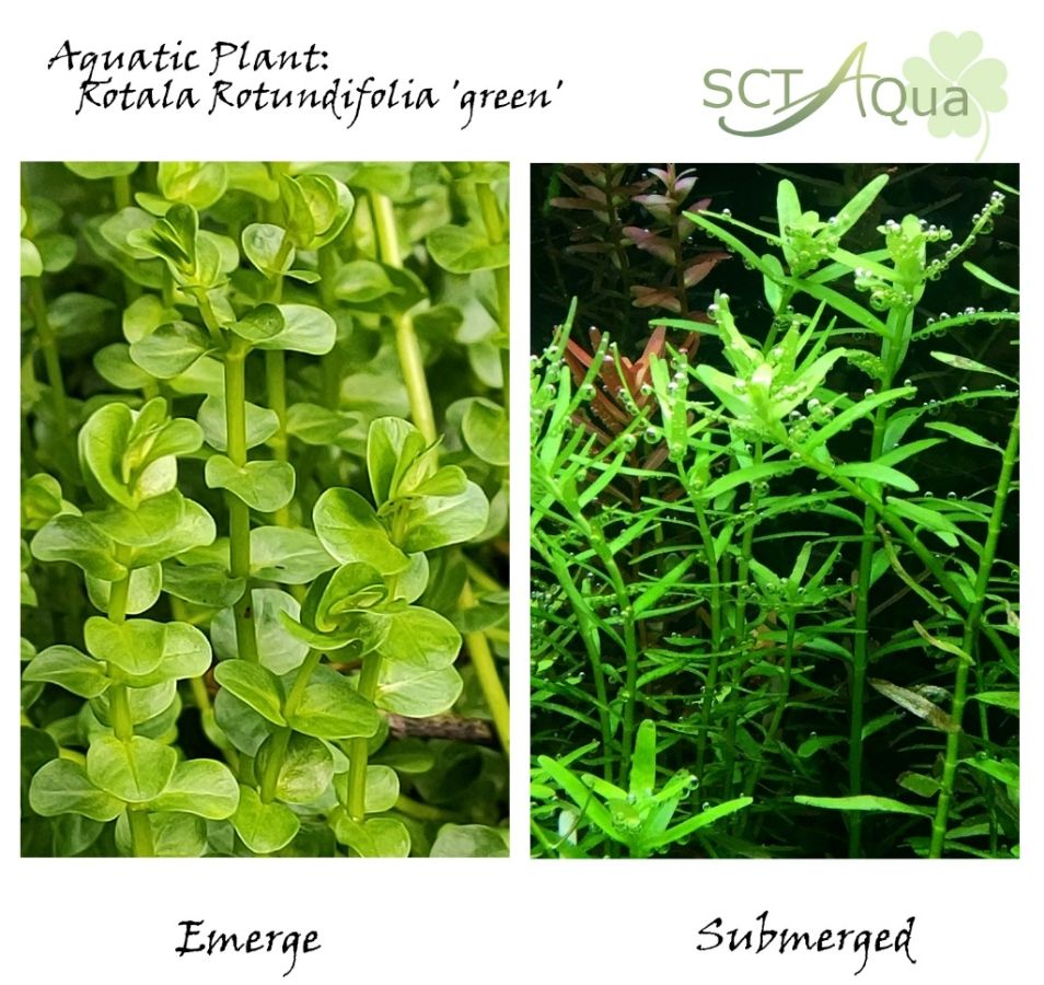 Ротала круглолистная зеленая (Rotala rotundifolia sp. green)