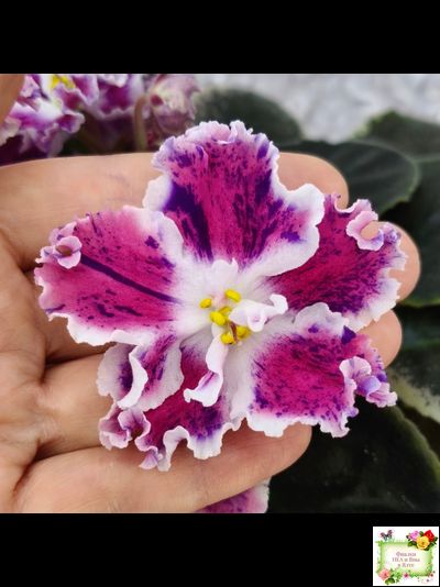 ТФ-Confetti (Т. Фурлетова) 2024 г.