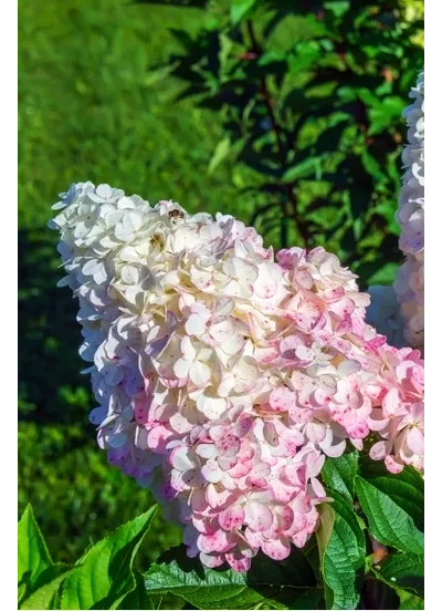 Гортензия метельчатая  Pink Lady