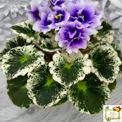 Р-Дурман (В. Зуб) 2020 г. (лист с детками укоренённый)