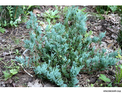 Можжевельник горизонтальный Хьюз - Hughes