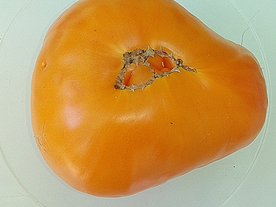 Томат Регби оранжевый (Rugby orange, США)