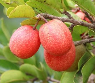 Ксимения (Ximenia Perrieri) Organic (нераф) 10 мл - базовое масло