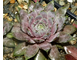 Sempervivum 'VIRGIL’ - розетка