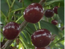 Уйфехертой фюртош(вишня)