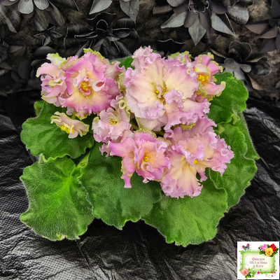 АВ-Златые Горы (Фиалковод) 2021 г. (сортовой стартер)