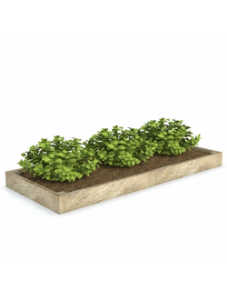 грядки Грядка 4 с рассадой